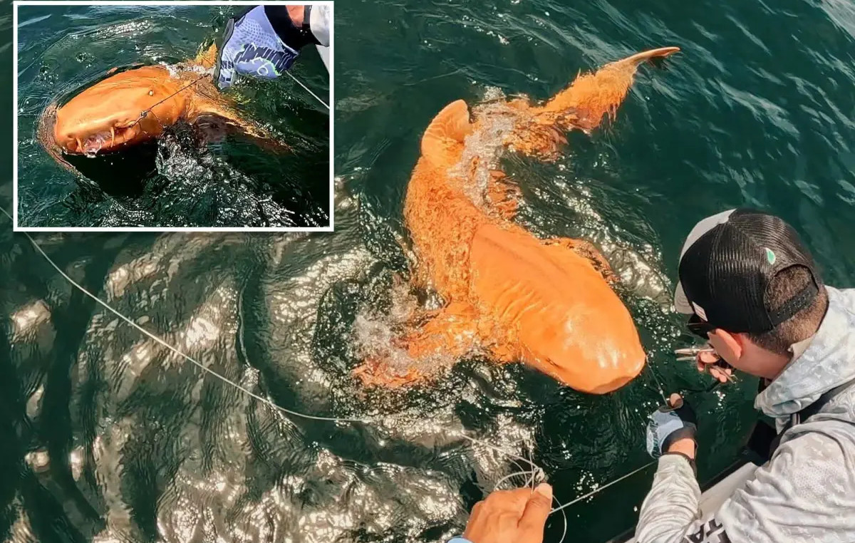How is the striking color of the unique orange shark with white eyes found in Costa Rica