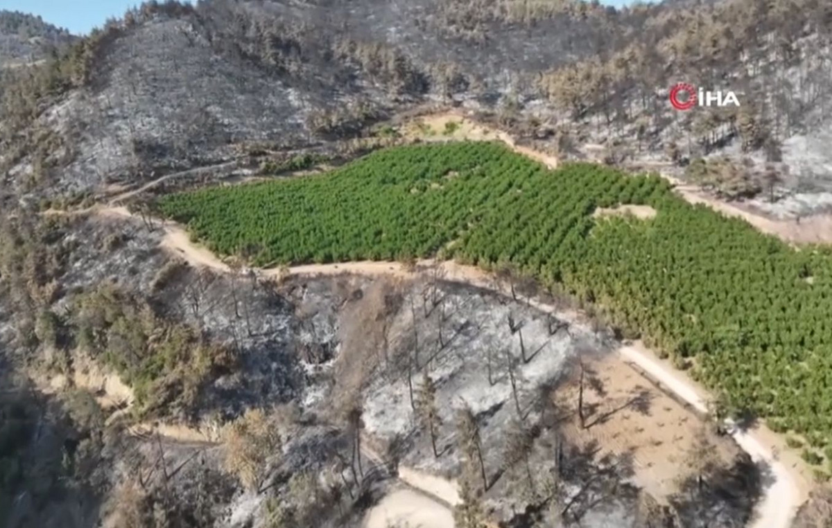How did an orchard in Turkey escaped from the great fire that was raging around it – “It wasn’t just luck,” experts say