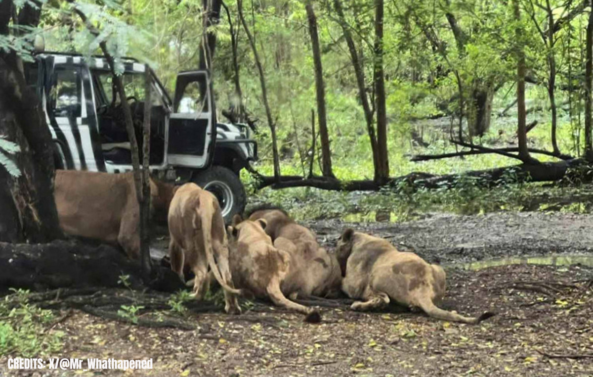Tragedy at Bangkok Zoo: Lions swallowed an employee in front of fearful visitors