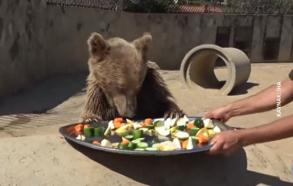 Bear ate so many fruits that went to the hospital – Watch video