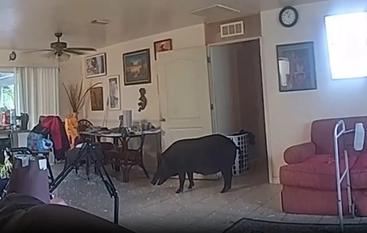 Wild boar burst into the house breaking the door – Authorities “fought” to remove it