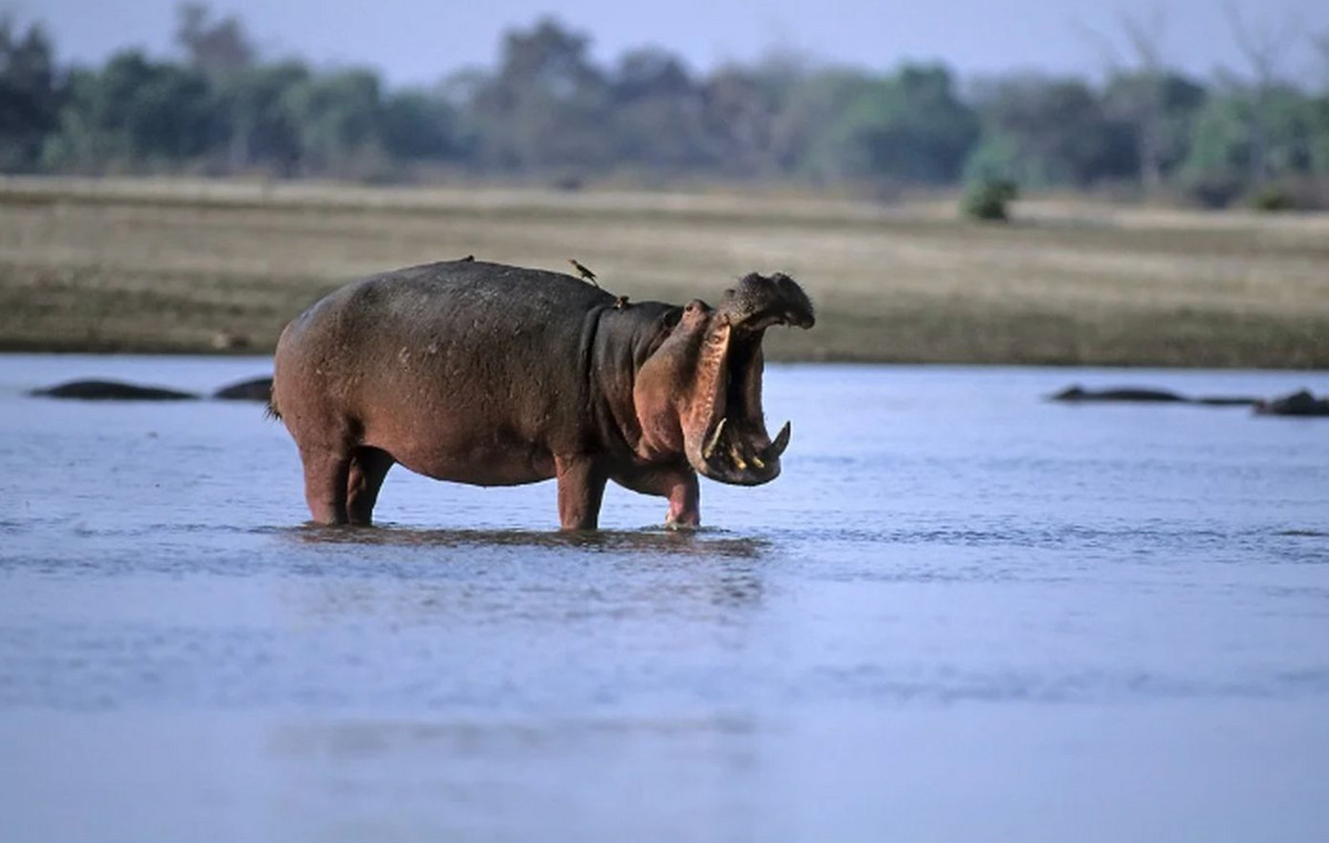 Campus Coast: Hippopotamus caused a sinking of a ship, eleven people ignored Campus Coast: Hippopotamus caused a sinking of a ship, eleven people ignored