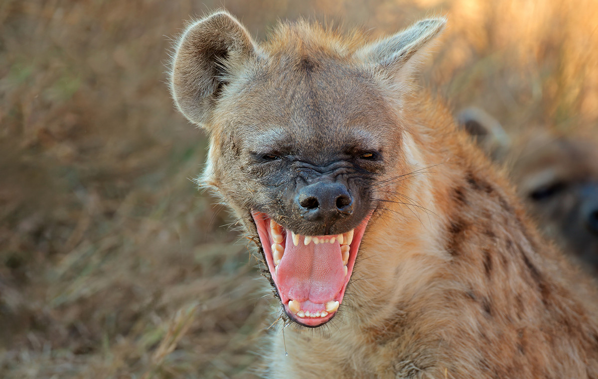 Went to a bachelor party and received a nightmare attack by hyenas – how he managed to escape