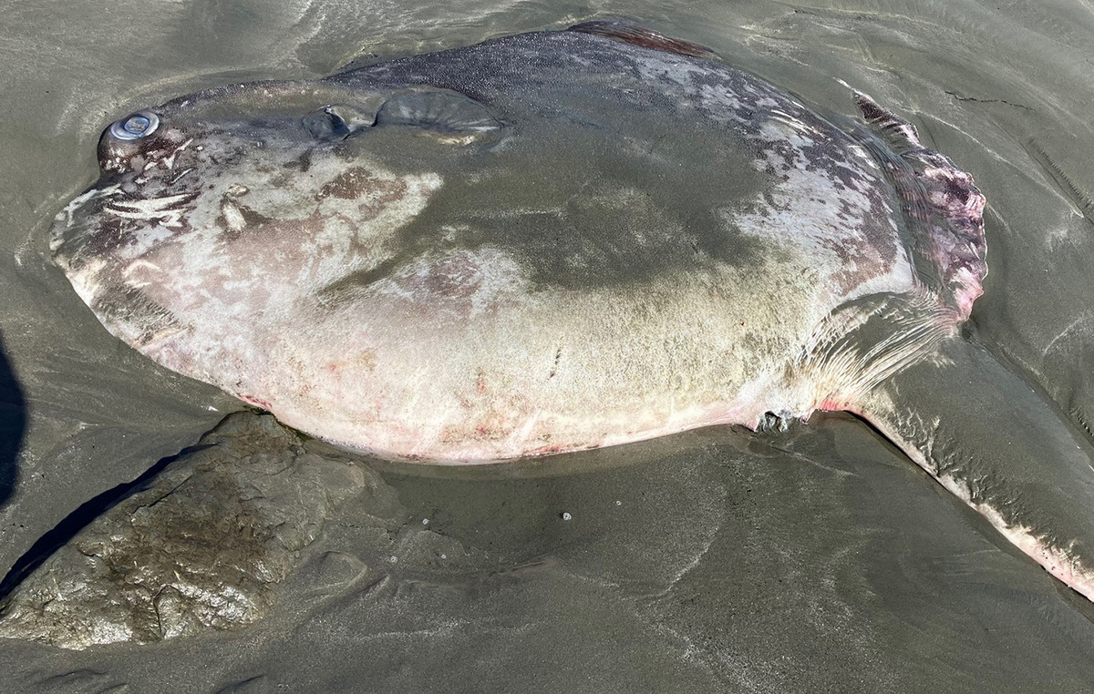 Strange rare 2 -meter -long creature washed on the beach – residents of the area