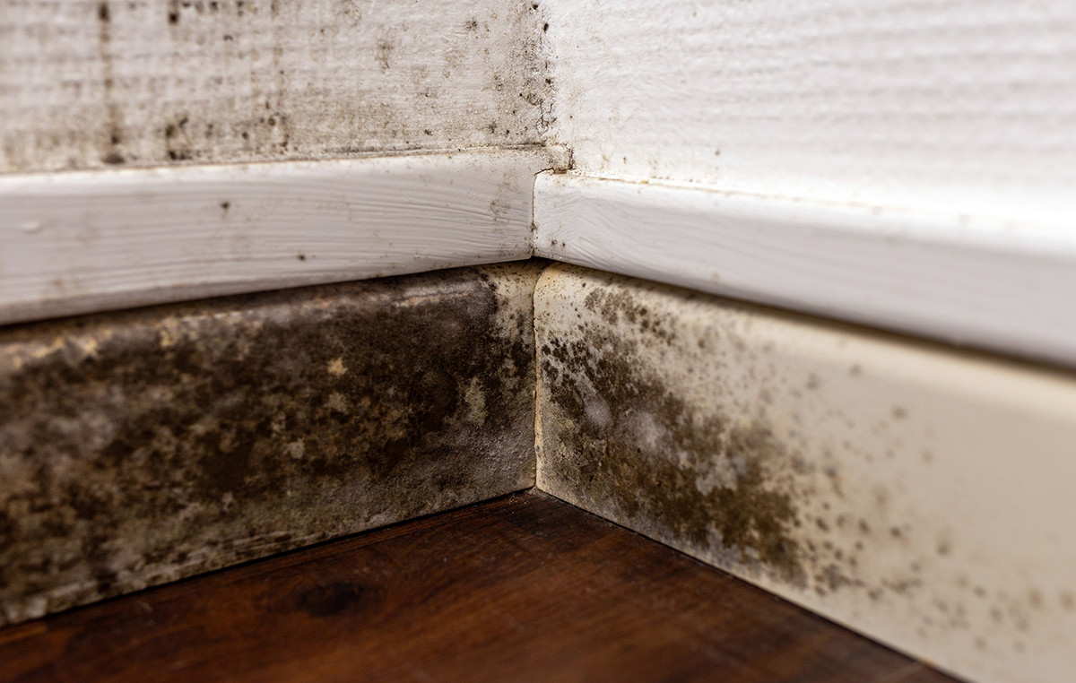 “They should pay me to stay there!” – ad for home full mold caused reactions