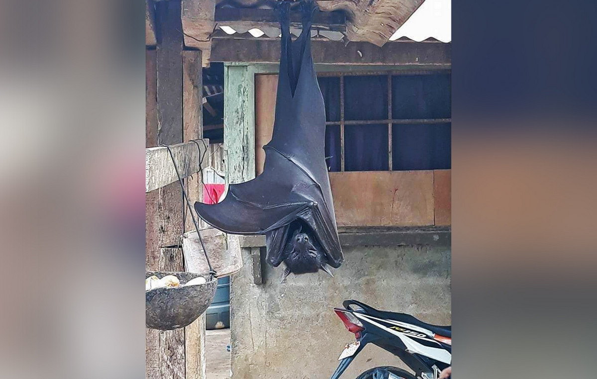 Found in the garage giant bat with wings open up to 1.7 meters