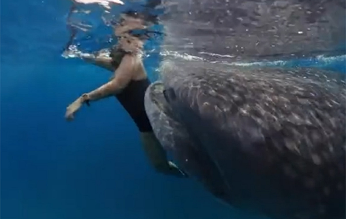 The moment that panic -stricken swimmer thinks she will eat her shark