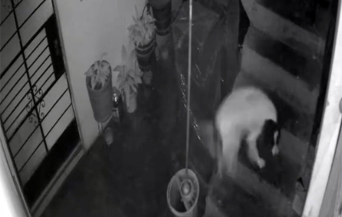 Dog-heroa chewed dynamite that threw unknown in their backyard-“saved our life”