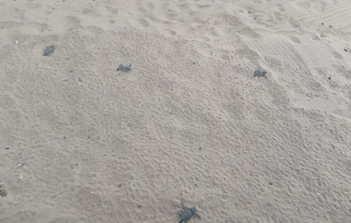 The first green turtles were born in Naxos – videos and photos