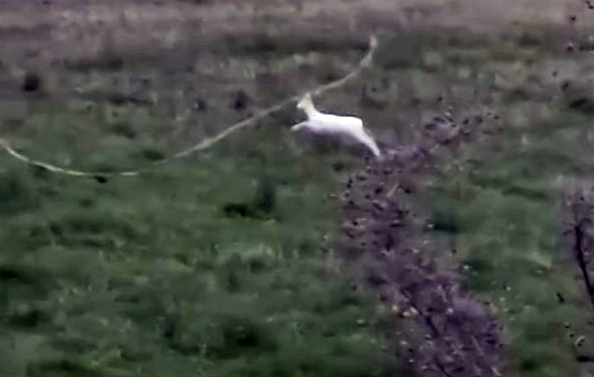 Σπάνια αλμπίνο ζαρκάδια εμφανίστηκαν στην Ημαθία – Δείτε βίντεο - Newsbeast