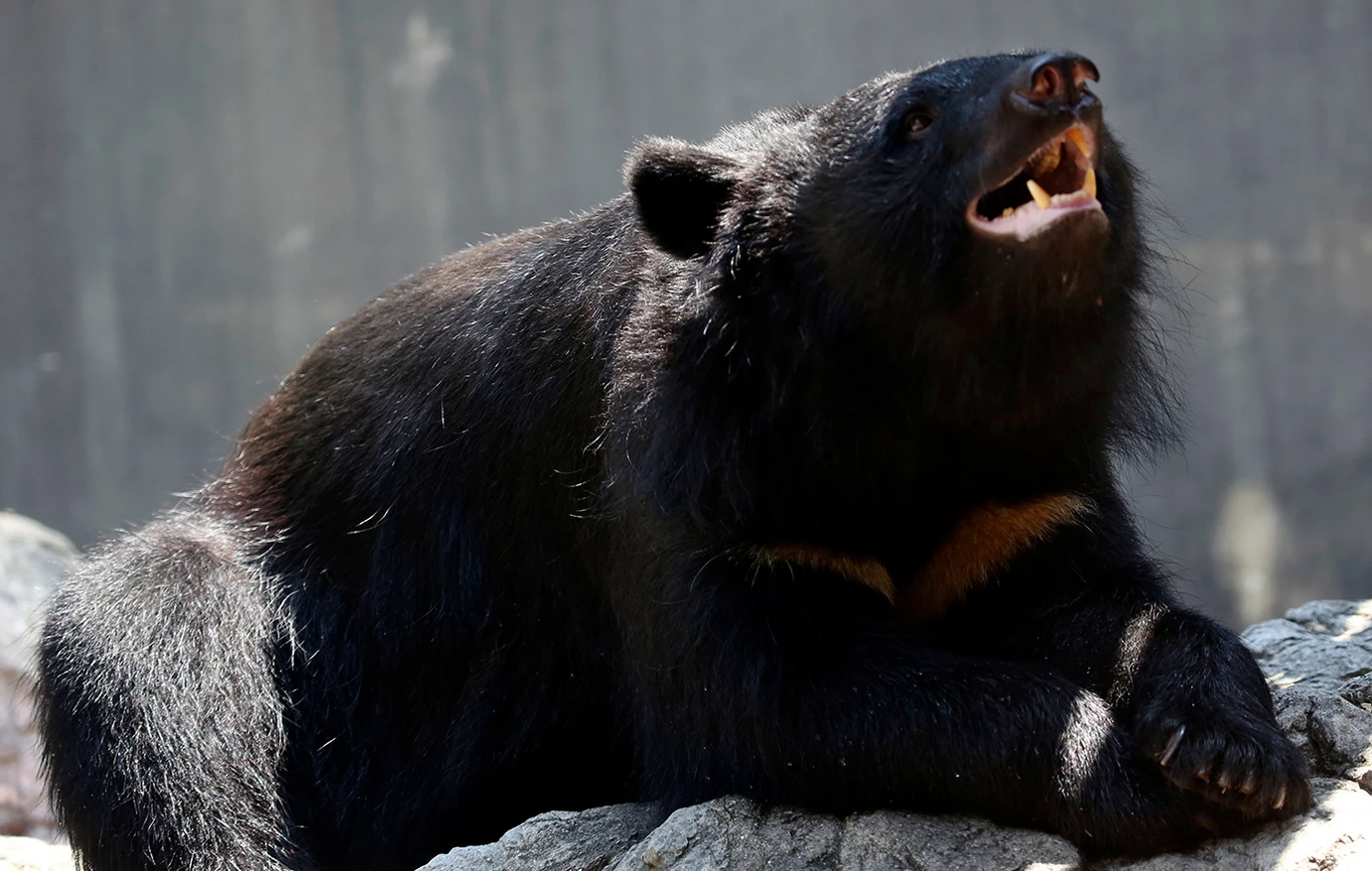 Κάντο όπως το Λος Άντζελες: Ένα νέο κίνημα για το στεγαστικό ωθεί το δημοτικό συμβούλιο να ψηφίσει τον περιορισμό στις αυξήσεις ενοικίων