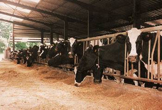 Ευννοημένοι δύο στους τρεις κτηνοτρόφους στην προγραμματική περίοδο 2015-2020