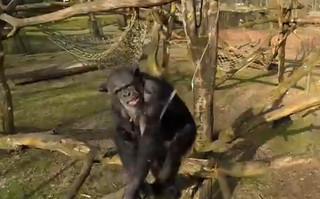 Στους χιμπατζήδες δεν αρέσουν τα drones