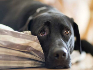 Οικογένεια είδε το σκυλί της σε δημοπρασία στο eBay για… τα χρέη της