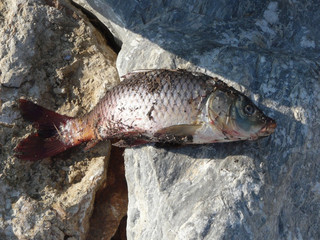 Πληθαίνουν τα νεκρά ψάρια στο Ιόνιο