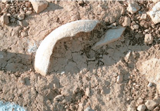 Παράνομη ανασκαφή οδηγεί σε κύκλωμα αρχαιοκάπηλων