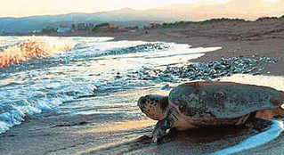 Νεκρές 20 χελώνες Καρέτα-καρέτα στον Αμβρακικό