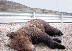 Ακόμη μία αρκούδα θύμα τροχαίου