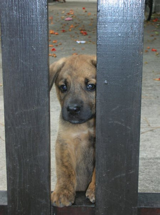Απαγόρευσε την πώληση ζώων σε pet shop το Σαν Ντιέγκο