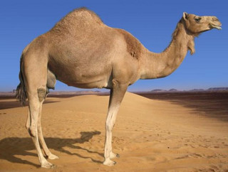 Καμήλες και κότες ως αμοιβή για τον Ομπάμα και την Κλίντον