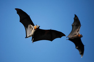 Σε στοματικό σεξ επιδίδονται οι νυχτερίδες