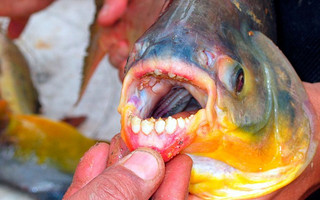 Σε γαλλικά νερά το ψάρι που επιτίθεται στα ανδρικά γεννητικά όργανα
