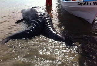Βρέθηκαν σιαμαίες γκρίζες φάλαινες στο Μεξικό!