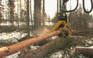 Έτσι καταστρέφεται ένα δάσος σε χρόνο ντετέ