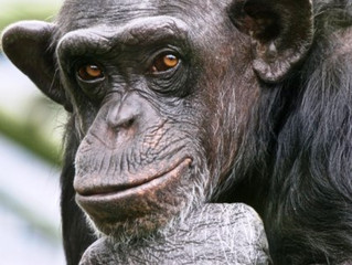 Έντονες αντιδράσεις προκάλεσε στην Ισπανία η εκτέλεση ενός χιμπατζή