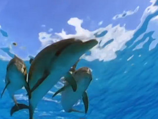 Εντοπίστηκε νεκρό δελφίνι σε παραλία στο Ληξούρι