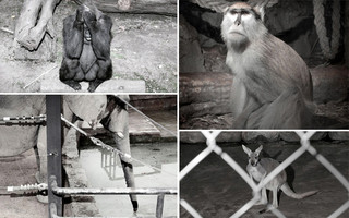 Σπαρακτικές φωτογραφίες ζώων σε αιχμαλωσία