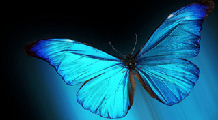 Οι πεταλούδες του «αιώνιου χρώματος»