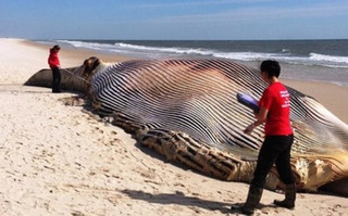 Φάλαινα 20 μέτρων ξεβράστηκε σε παραλία της Νέας Υόρκης