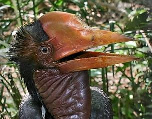 Τι απειλεί το πιο περίεργο πουλί στον κόσμο