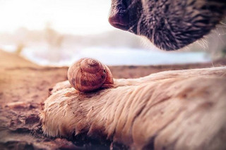 02-photography-snail