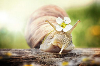04-photography-snail