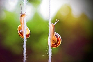 07-photography-snail
