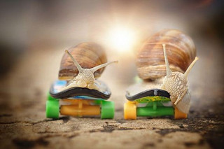 08-photography-snail