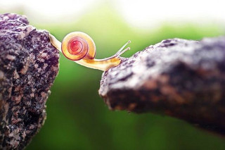 09-photography-snail