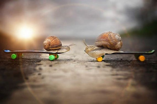 13-photography-snail