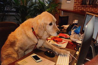 bring-puppy-to-work-19__605