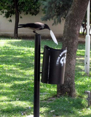 crow-cleans-garbage-4