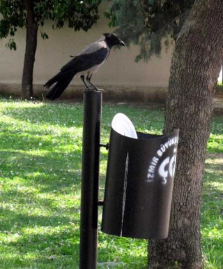 crow-cleans-garbage-5