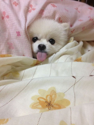 dog-sleeping-bed-funny-5__605