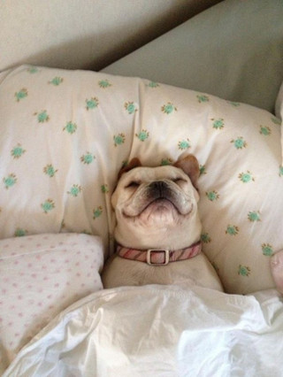 dog-sleeping-bed-funny-animal-photos-13__605
