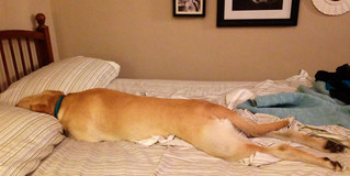 dog-sleeping-bed-funny-animal-photos-20__605