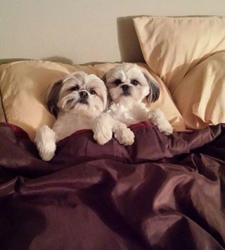 dog-sleeping-bed-funny-animal-photos-21__605