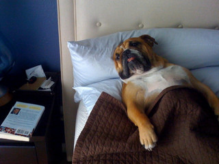dog-sleeping-bed-funny-animal-photos-30__605