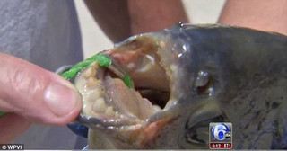 fish1