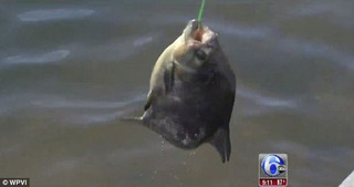 fish2